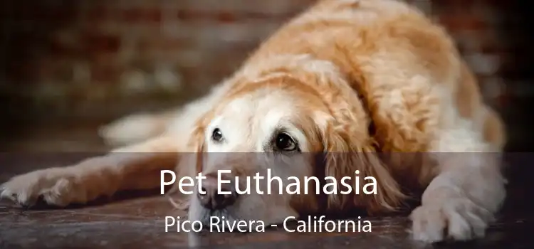 Pet Euthanasia Pico Rivera - California