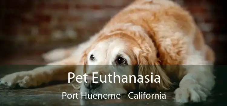 Pet Euthanasia Port Hueneme - California