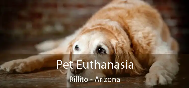 Pet Euthanasia Rillito - Arizona