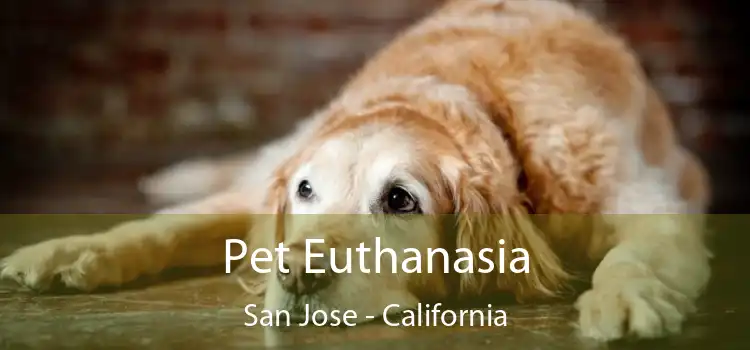 Pet Euthanasia San Jose - California