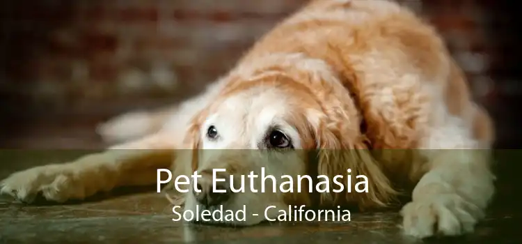 Pet Euthanasia Soledad - California