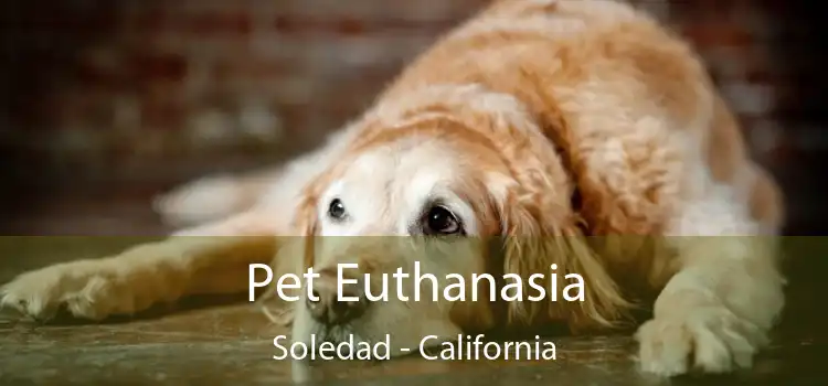 Pet Euthanasia Soledad - California