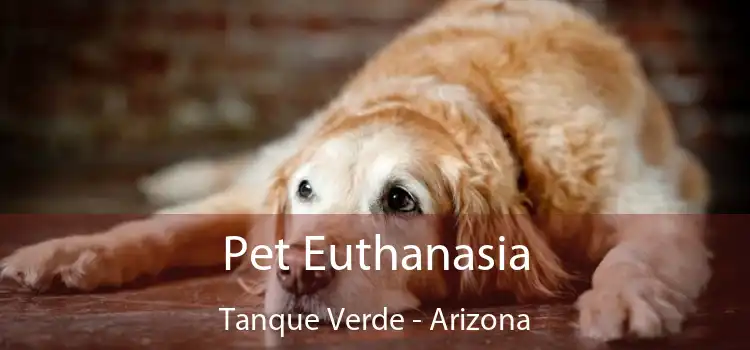 Pet Euthanasia Tanque Verde - Arizona