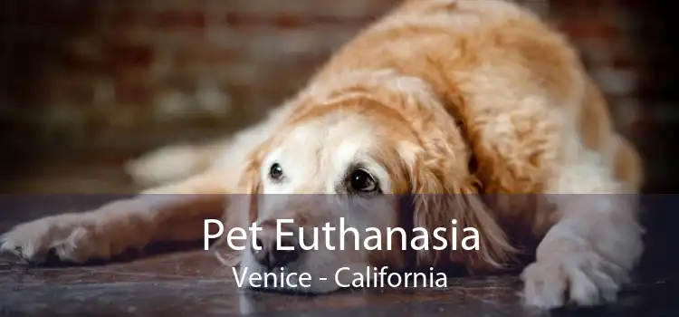 Pet Euthanasia Venice - California