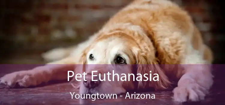 Pet Euthanasia Youngtown - Arizona