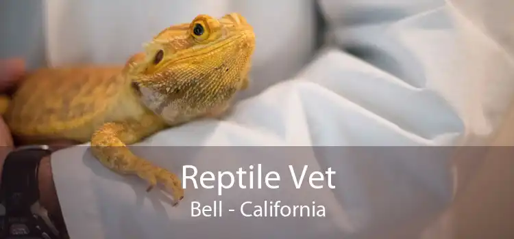 Reptile Vet Bell - California