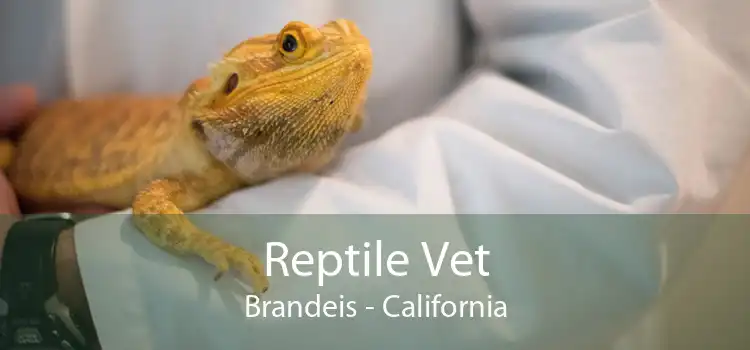 Reptile Vet Brandeis - California
