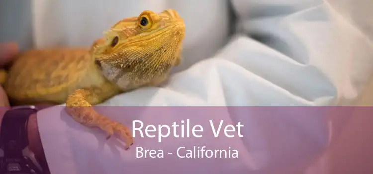 Reptile Vet Brea - California