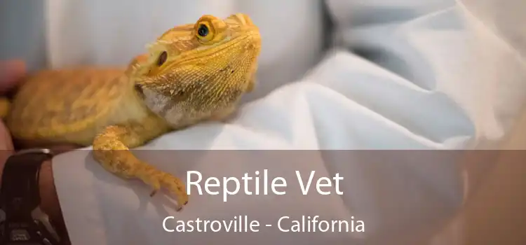 Reptile Vet Castroville - California