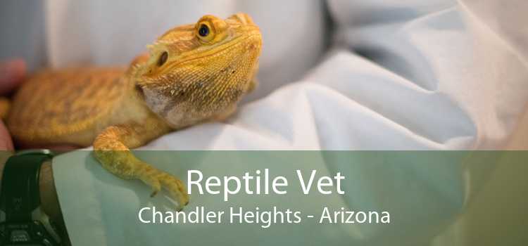 Reptile Vet Chandler Heights - Arizona