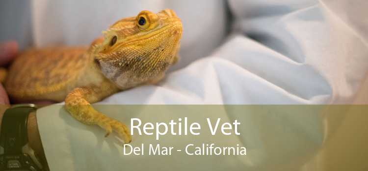 Reptile Vet Del Mar - California