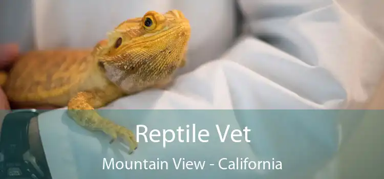 Reptile Vet Mountain View - California