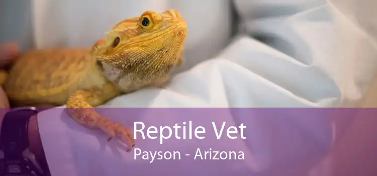 Reptile Vet Payson - Arizona