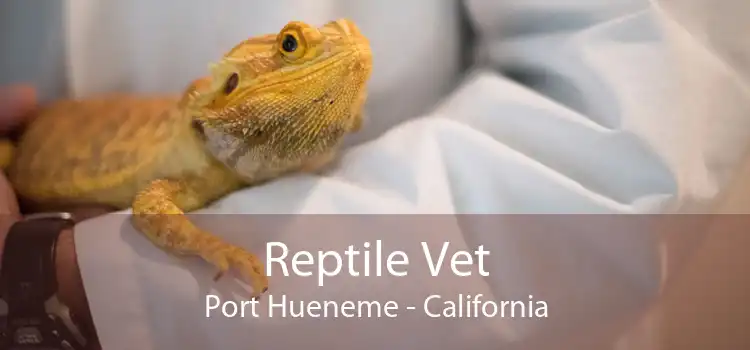Reptile Vet Port Hueneme - California