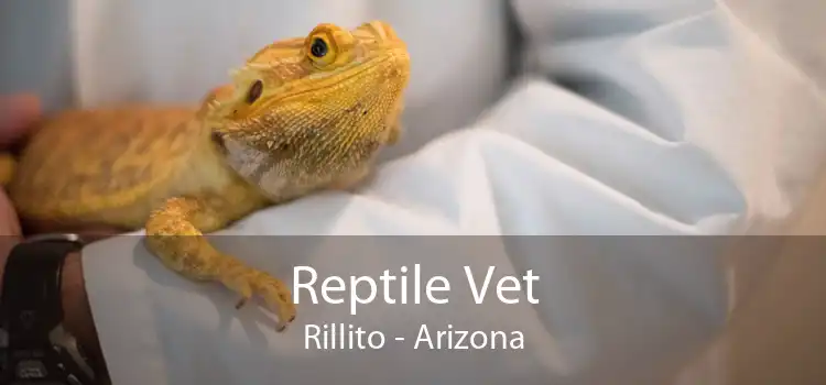 Reptile Vet Rillito - Arizona