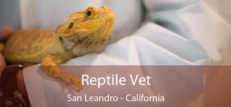 Reptile Vet San Leandro - California