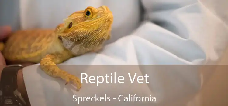 Reptile Vet Spreckels - California