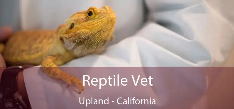 Reptile Vet Upland - California