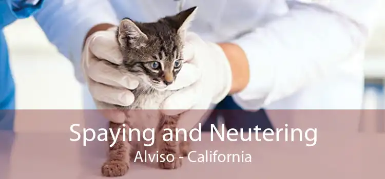 Spaying and Neutering Alviso - California