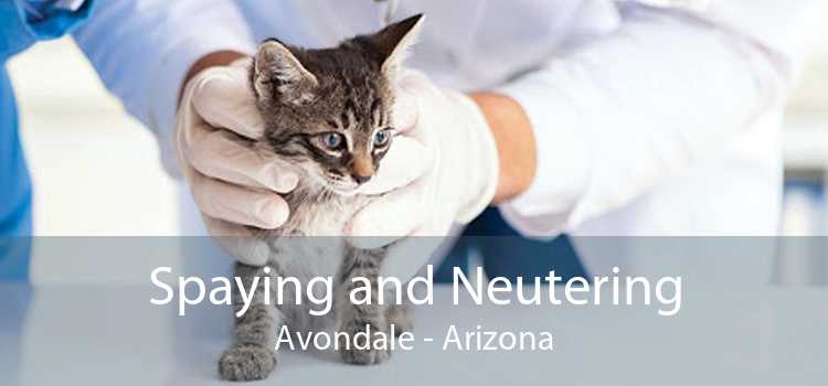 Spaying and Neutering Avondale - Arizona