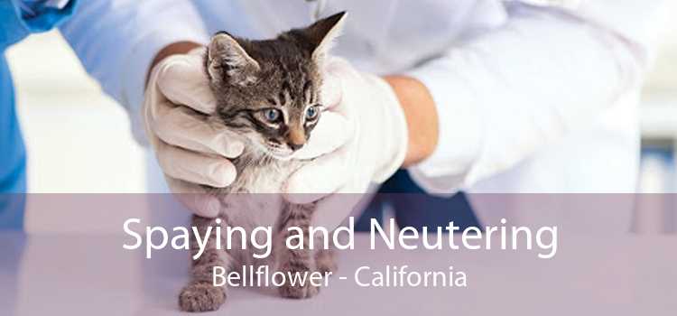 Spaying and Neutering Bellflower - California
