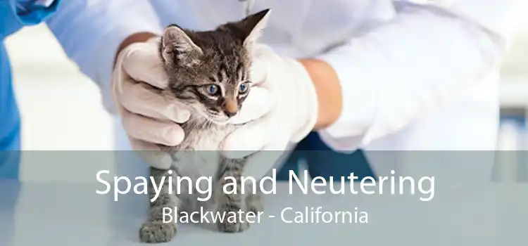 Spaying and Neutering Blackwater - California