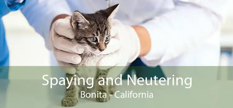 Spaying and Neutering Bonita - California