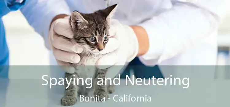 Spaying and Neutering Bonita - California