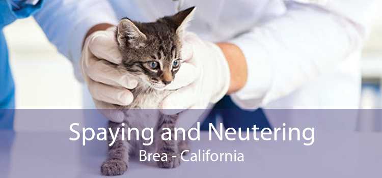 Spaying and Neutering Brea - California