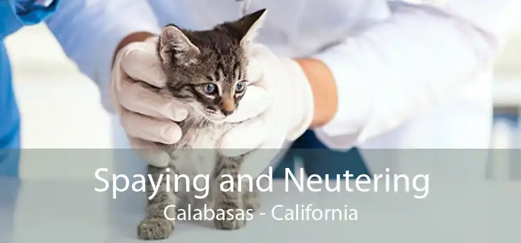 Spaying and Neutering Calabasas - California