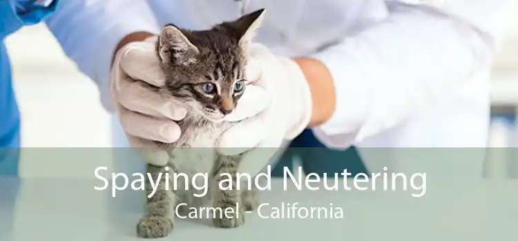Spaying and Neutering Carmel - California