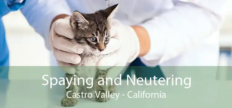 Spaying and Neutering Castro Valley - California