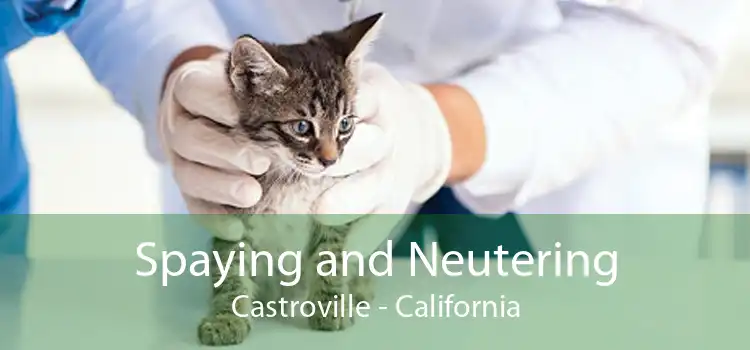 Spaying and Neutering Castroville - California