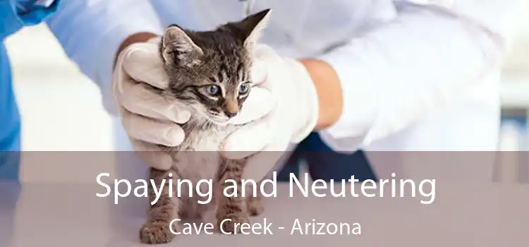 Spaying and Neutering Cave Creek - Arizona