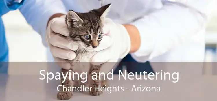 Spaying and Neutering Chandler Heights - Arizona