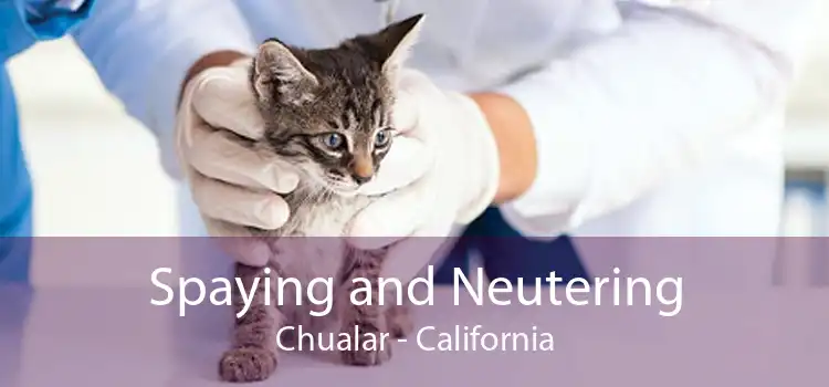 Spaying and Neutering Chualar - California