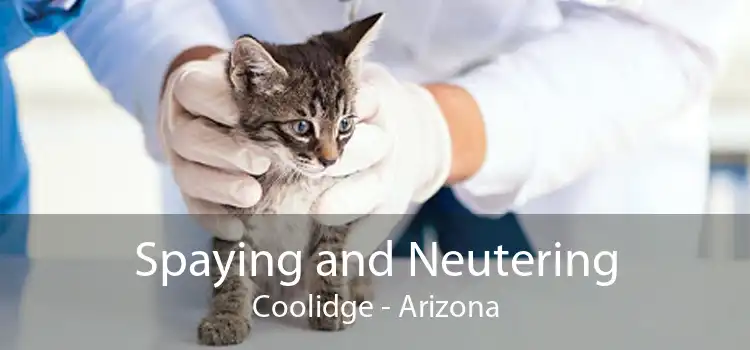 Spaying and Neutering Coolidge - Arizona