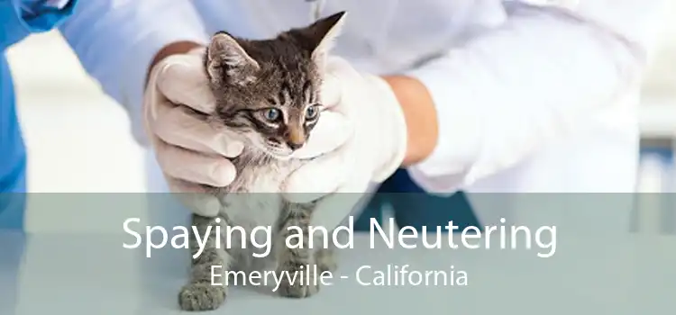 Spaying and Neutering Emeryville - California