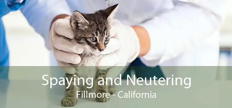 Spaying and Neutering Fillmore - California
