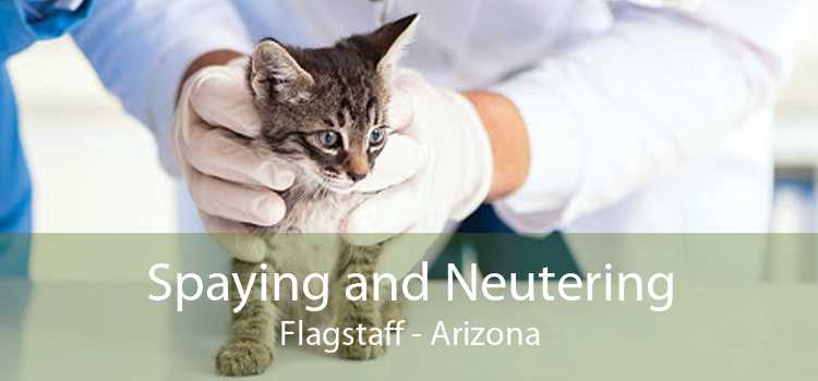 Spaying and Neutering Flagstaff - Arizona