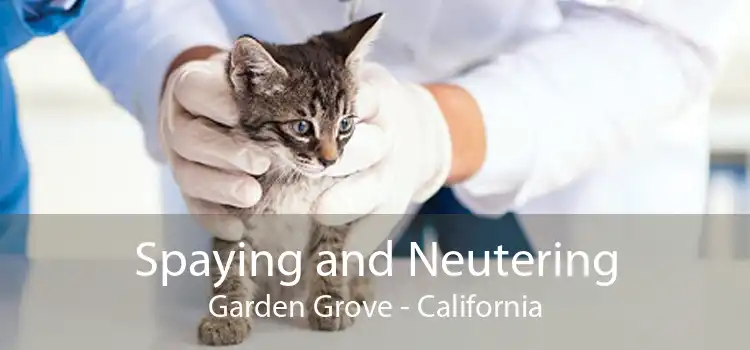 Spaying and Neutering Garden Grove - California