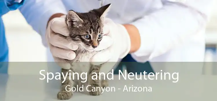 Spaying and Neutering Gold Canyon - Arizona
