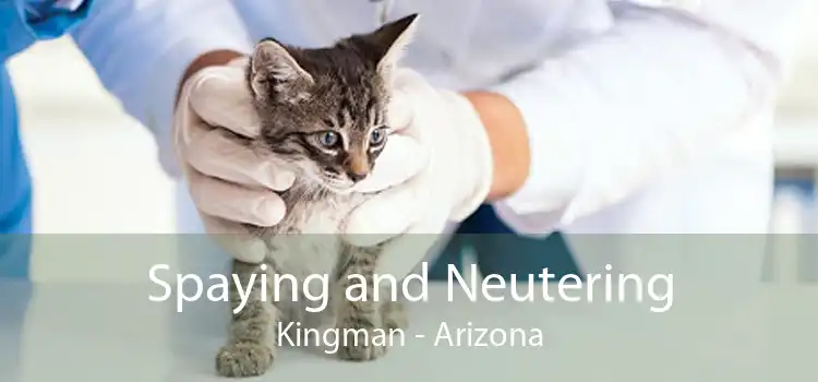 Spaying and Neutering Kingman - Arizona