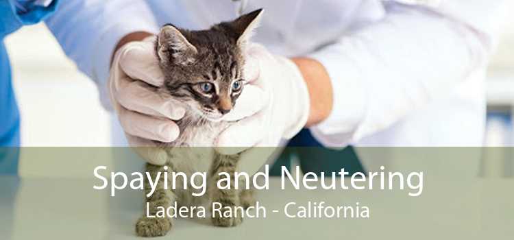 Spaying and Neutering Ladera Ranch - California