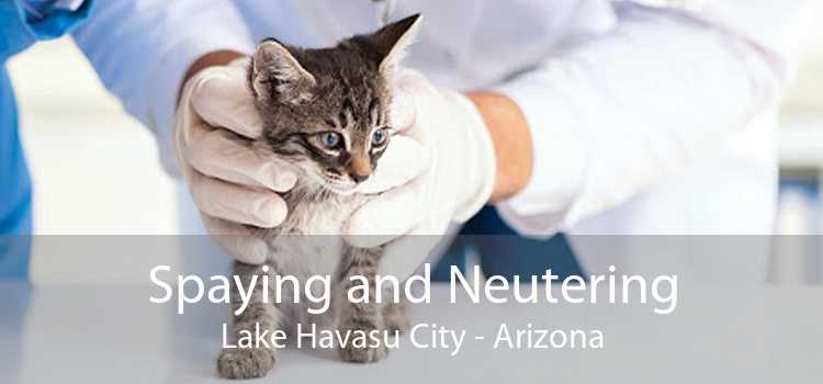 Spaying and Neutering Lake Havasu City - Arizona