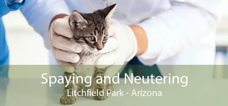 Spaying and Neutering Litchfield Park - Arizona
