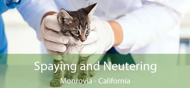 Spaying and Neutering Monrovia - California