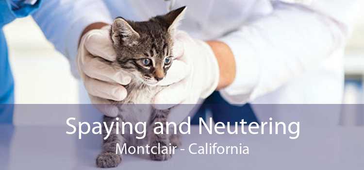 Spaying and Neutering Montclair - California