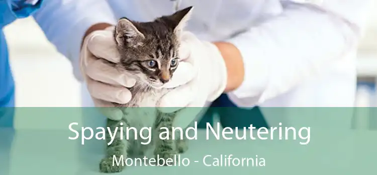 Spaying and Neutering Montebello - California