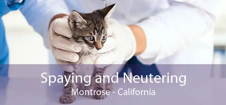 Spaying and Neutering Montrose - California